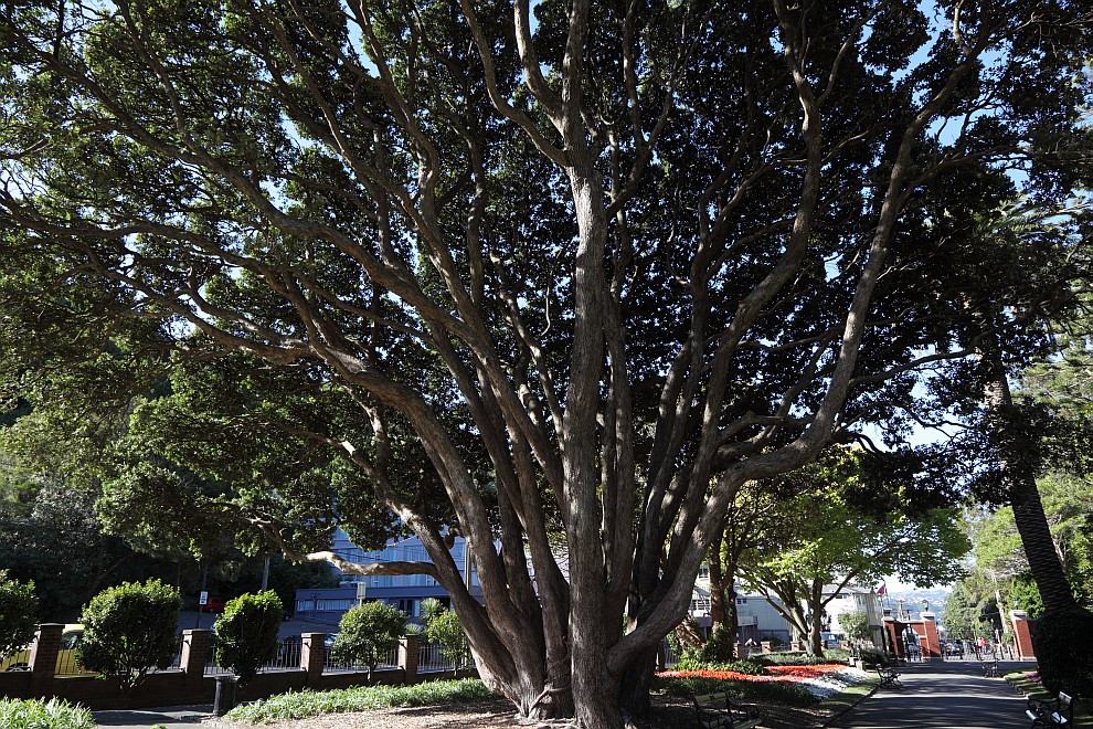 Botanischer Garten von Wellington